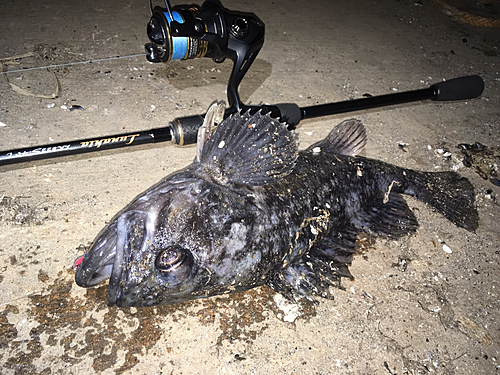 クロソイの釣果