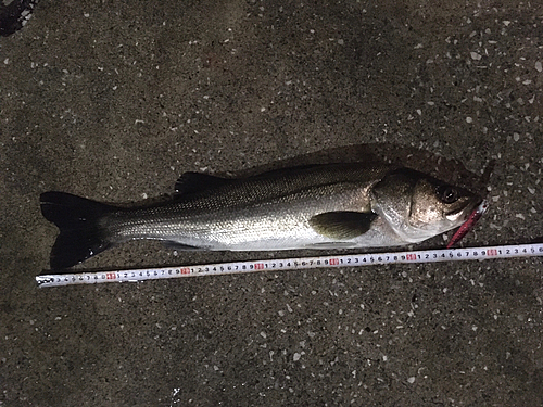 シーバスの釣果