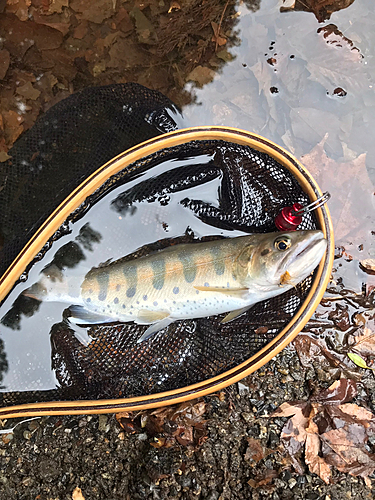 ヤマメの釣果