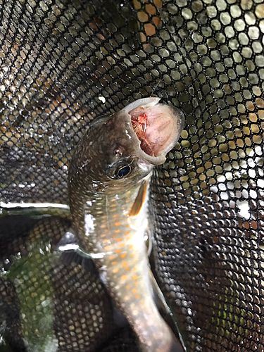 イワナの釣果