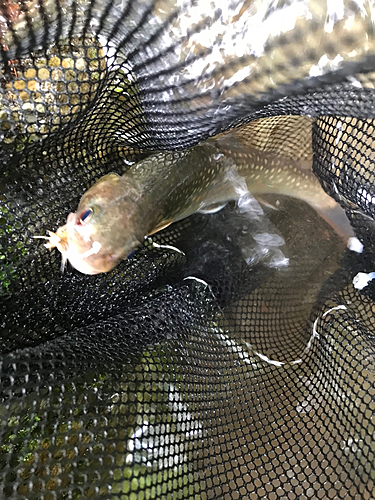 イワナの釣果