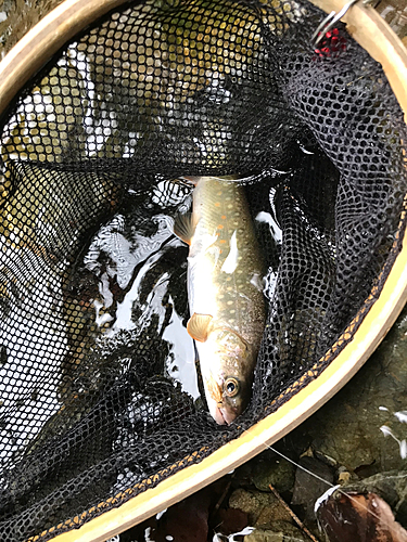 イワナの釣果