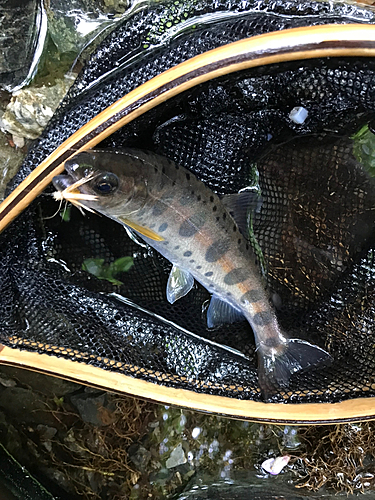 イワナの釣果