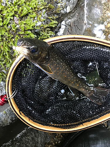 イワナの釣果