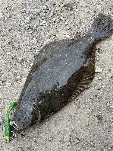 ソゲの釣果