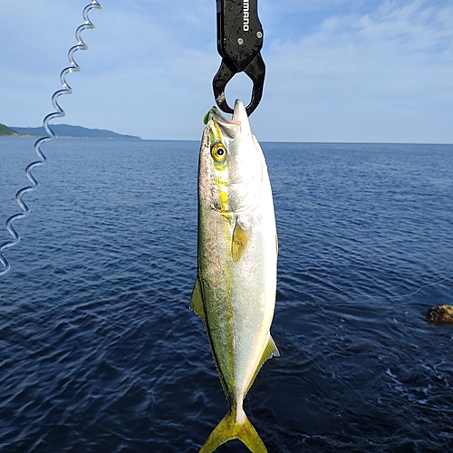 イナダの釣果