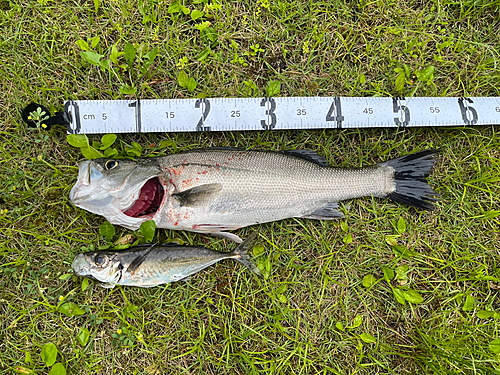 スズキの釣果