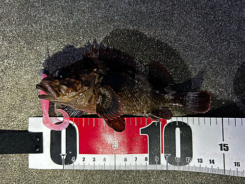 オウゴンムラソイの釣果