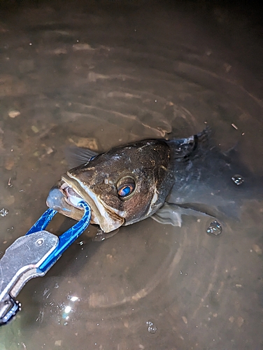 スズキの釣果