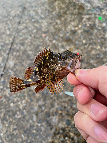 カサゴの釣果