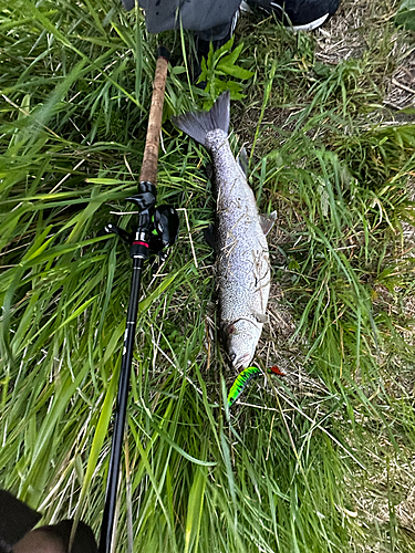 イトウの釣果