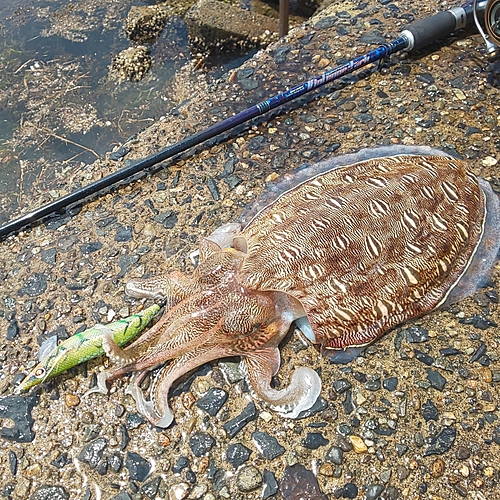 モンゴウイカの釣果