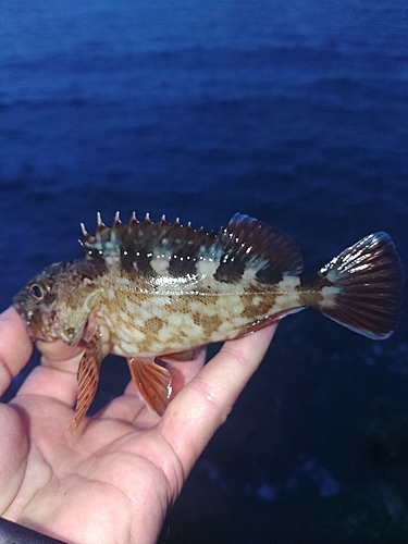 カサゴの釣果