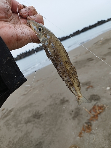 キスの釣果