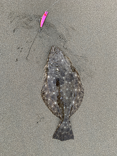 ヒラメの釣果