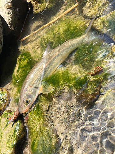 ウグイの釣果