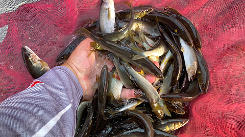 アユの釣果