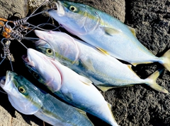 イナダの釣果