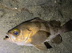 シロメバルの釣果