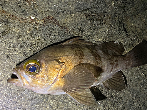 シロメバルの釣果