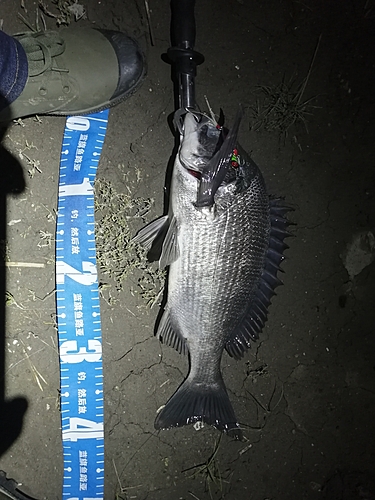 クロダイの釣果