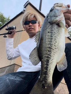 ブラックバスの釣果