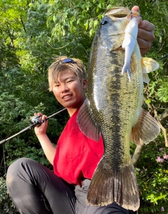 ブラックバスの釣果