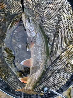 レイクトラウトの釣果