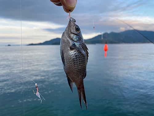 スズメダイの釣果