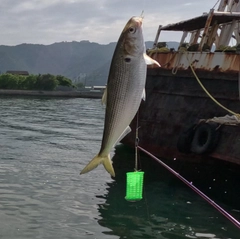 コノシロの釣果