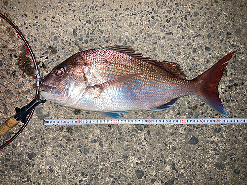 マダイの釣果