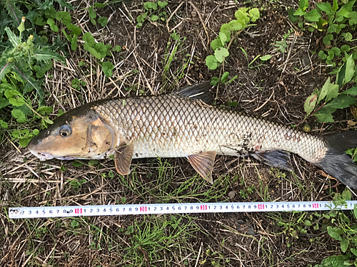 ニゴイの釣果