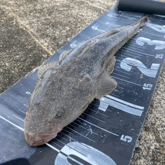 マゴチの釣果