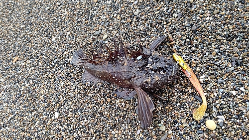 オニオコゼの釣果