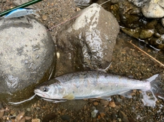 ヤマメの釣果