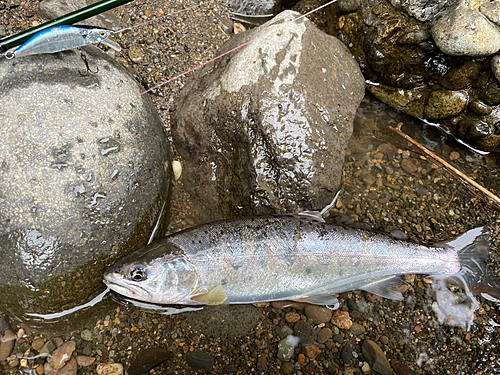 ヤマメの釣果