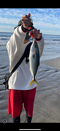 ハマチの釣果