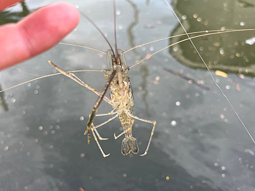 テナガエビの釣果