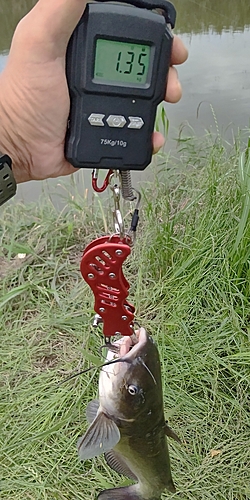 アメリカナマズの釣果