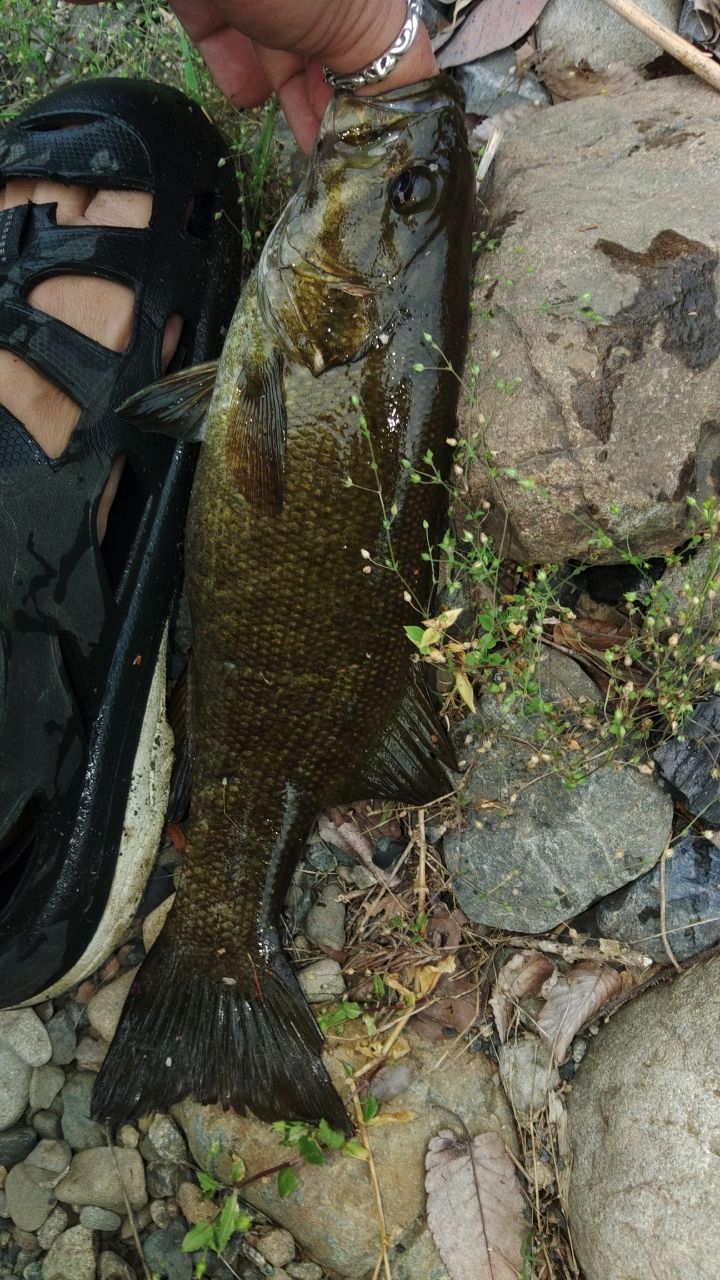 スモールマウスバス