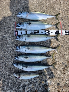 サバの釣果
