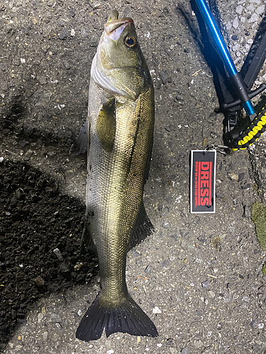 シーバスの釣果