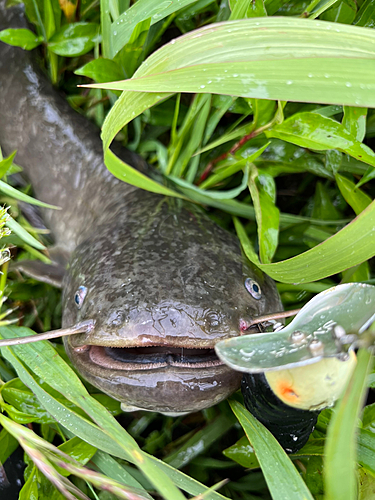 ナマズの釣果