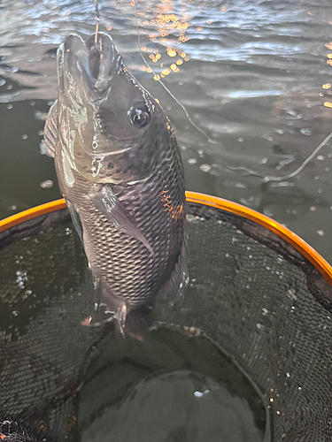 ティラピアの釣果