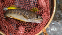 イワナの釣果