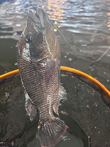 ティラピアの釣果