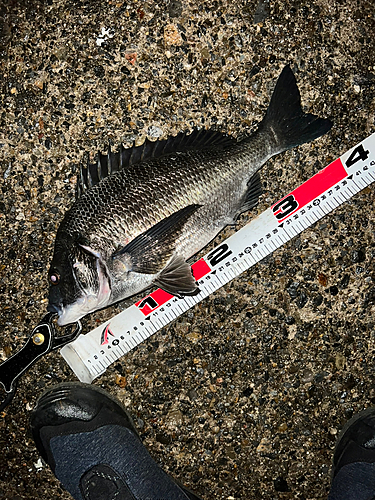 スズキの釣果