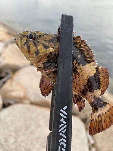 釣果