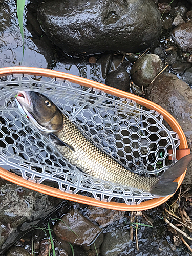 ニゴイの釣果