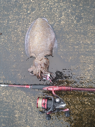 コウイカの釣果